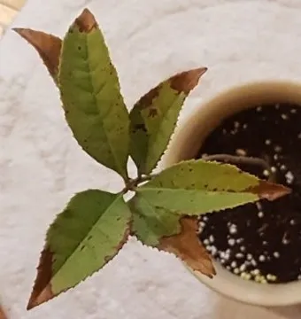 화분 잎끝마름 해결 습도관리 분무타이밍 물주기조절 실내가습 요령_2