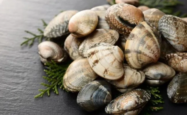 바지락 효능 보관방법 씻는법 해감시키는법_3