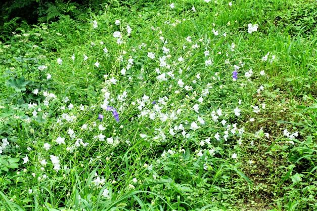 백도라지 꽃밭, 보라색 몇송이 섞여 있음,
