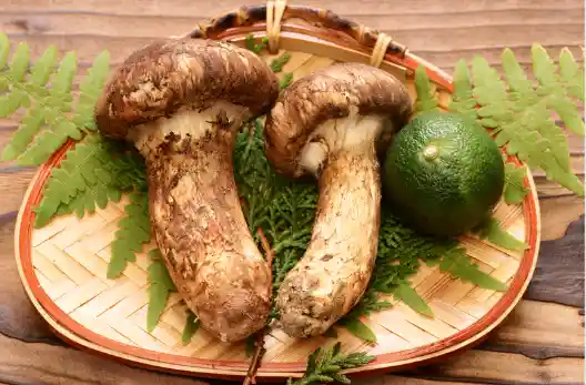 자연산 송이버섯 가격 및 시세&amp;#44; 효능 효과