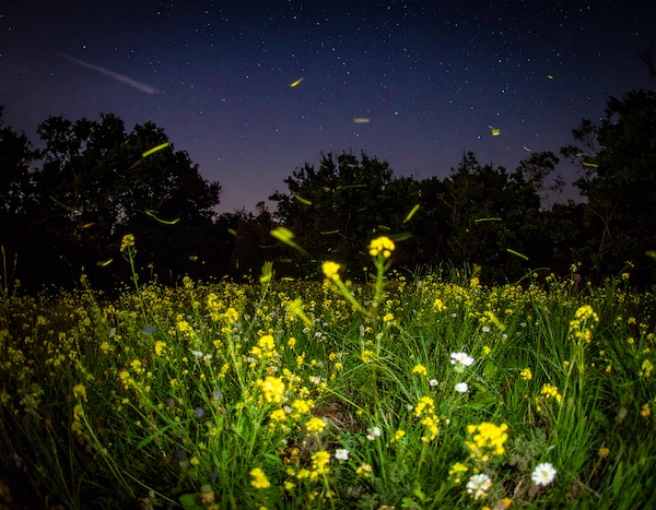 반딧불이 생태공원