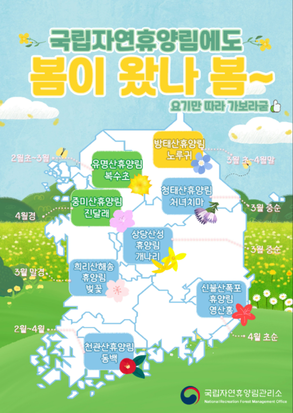 2024 국립자연휴양림 봄꽃 개화시기 진달래 개나리 벚꽃 복수초 노루귀