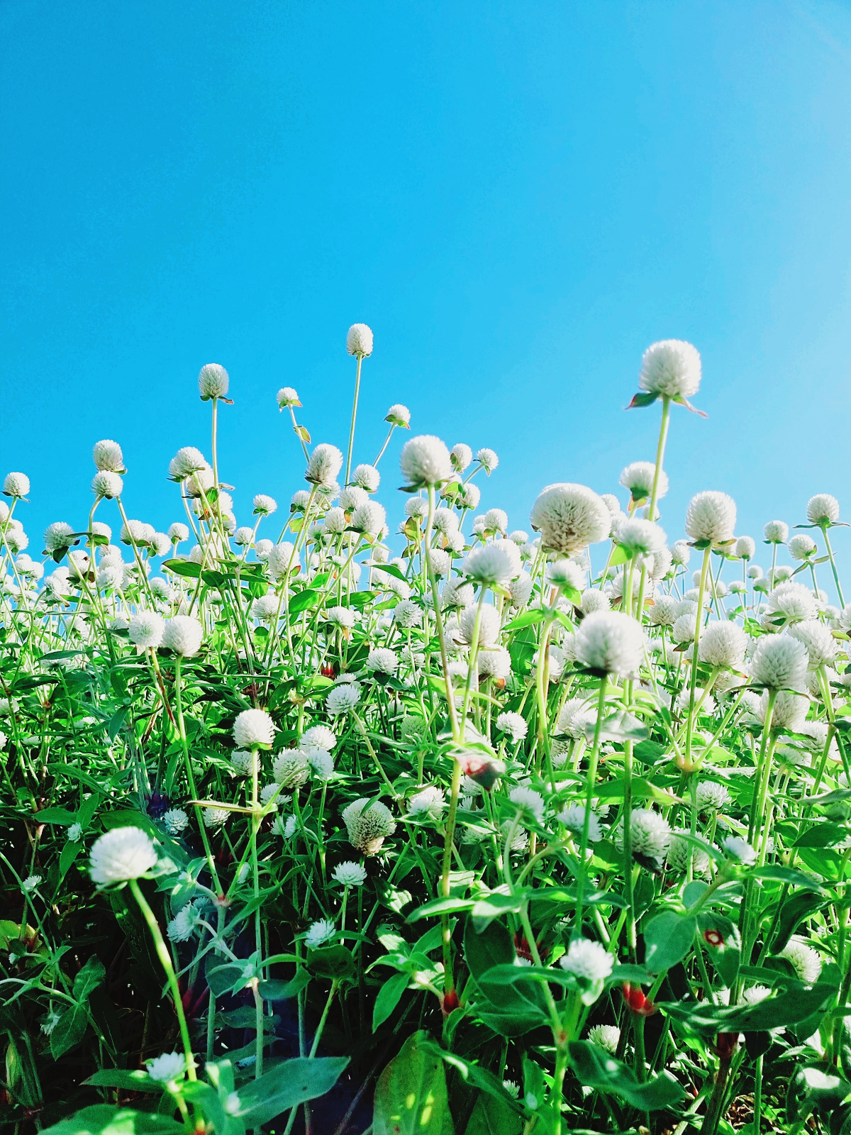 2024 양주 나리공원 천일홍 축제: 수도권에서 핑크뮬리, 댑싸리, 팜파스를 볼 수 있는 가을 여행지
