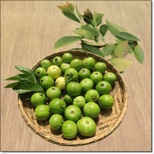 구아바 효능