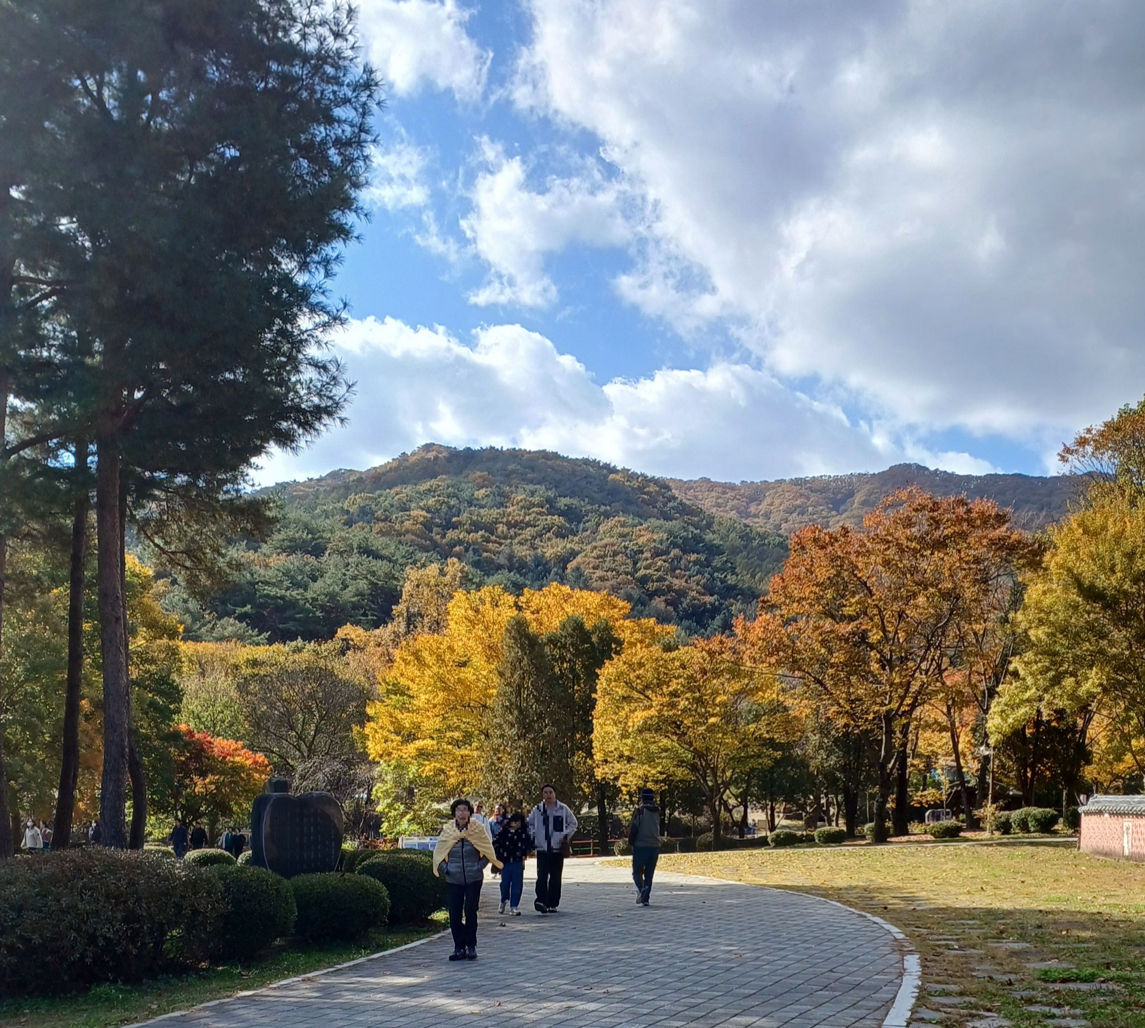 용문산-은행나무-15