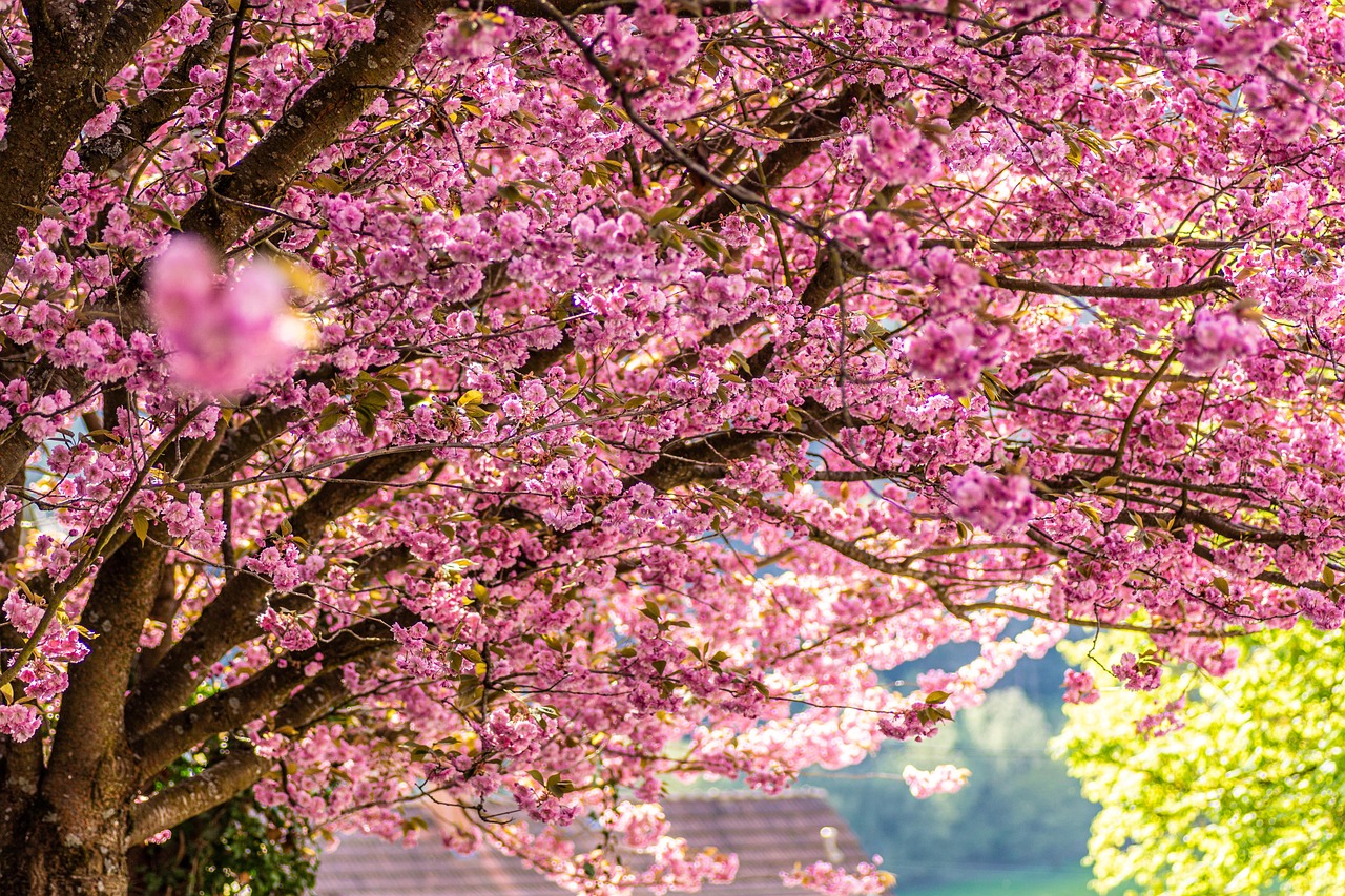 Photos related to double cherry blossoms in April