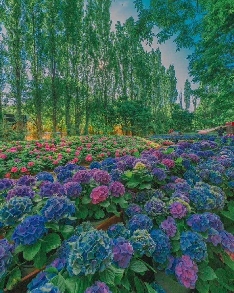 대구 이월드 퍼플 아일랜드 할인정보