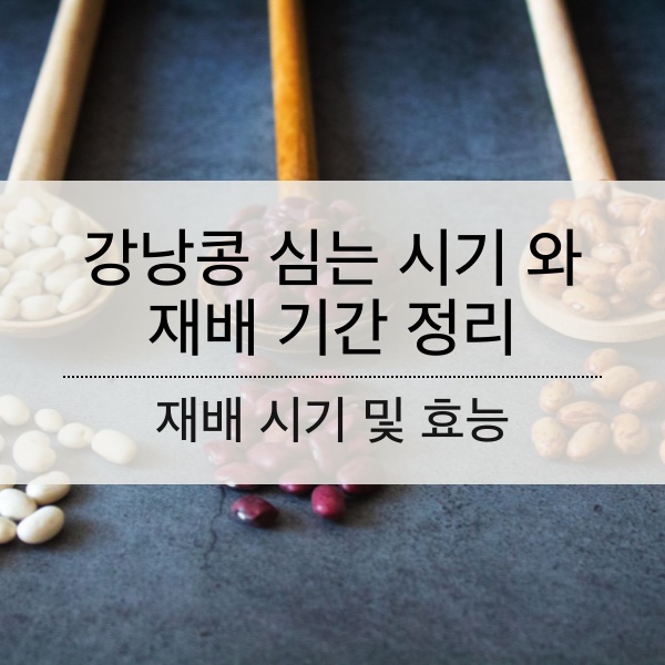 강낭콩 심는 시기 와 재배 기간 정리