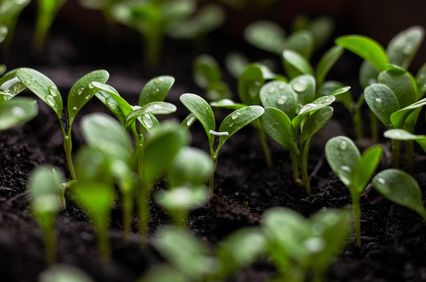 지속 가능한 농업과 환경 보호의 중요성