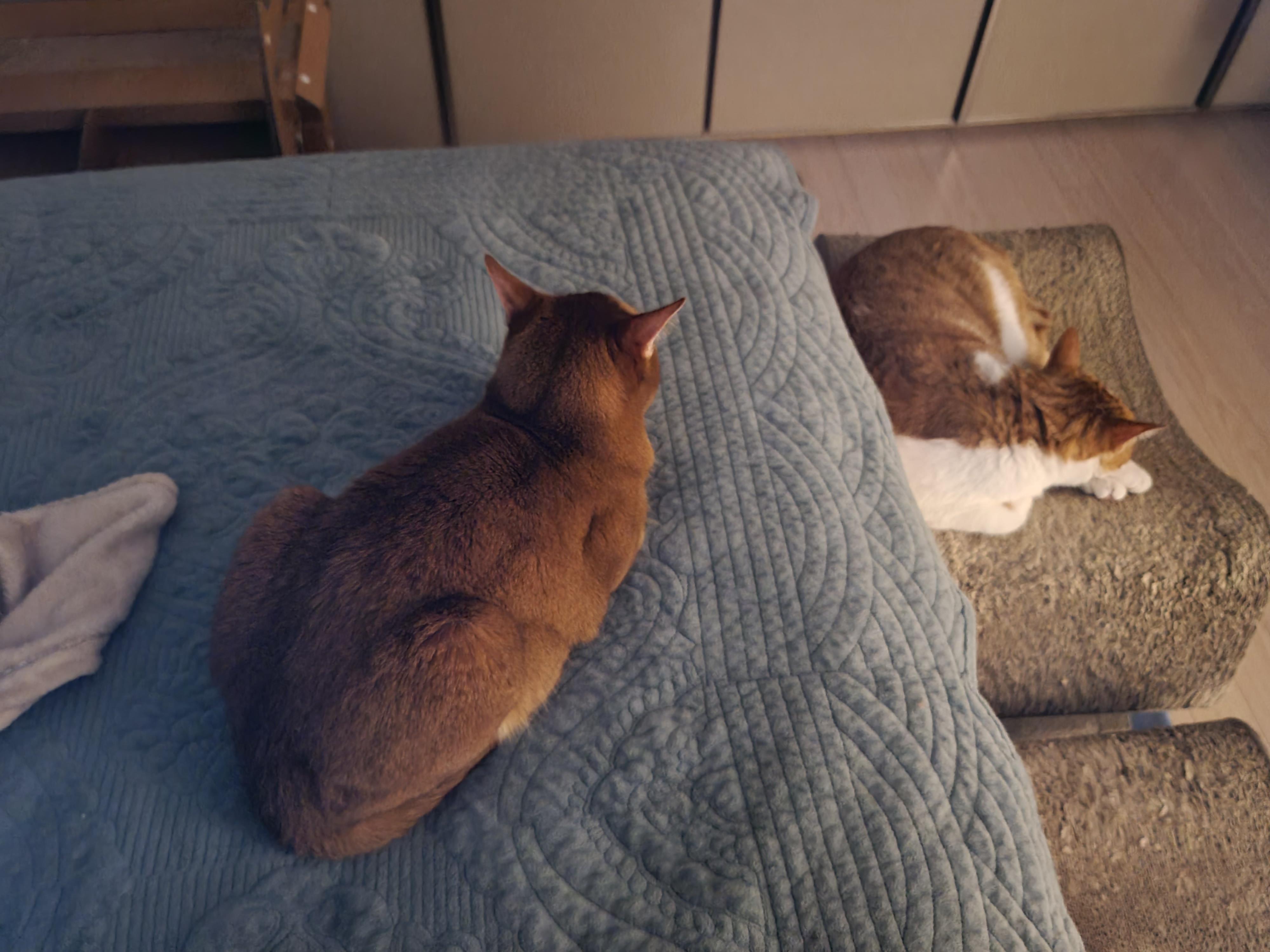 6일만에 엄마를 본 고양이들의 반응은?! 아홉고양이들의 반응.