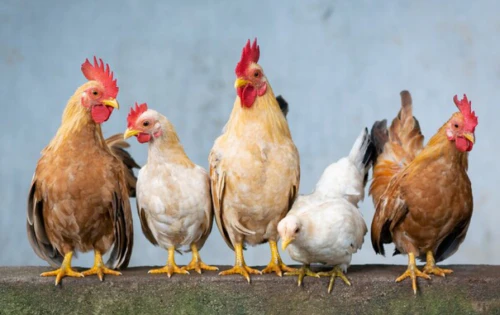 2024년 닭띠 운세