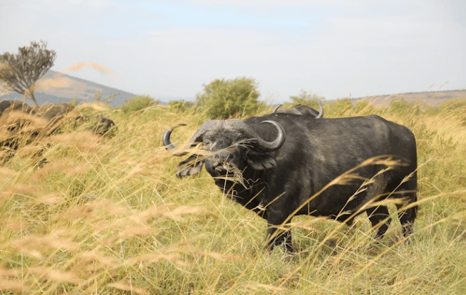 케냐간세끼 따라잡기! 케냐여행 4박 5일 경비/코스
