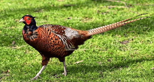 잔디밭을 걷고있는 긴 꼬리를 가진 갈색털의 꿩 한 마리가 있다.