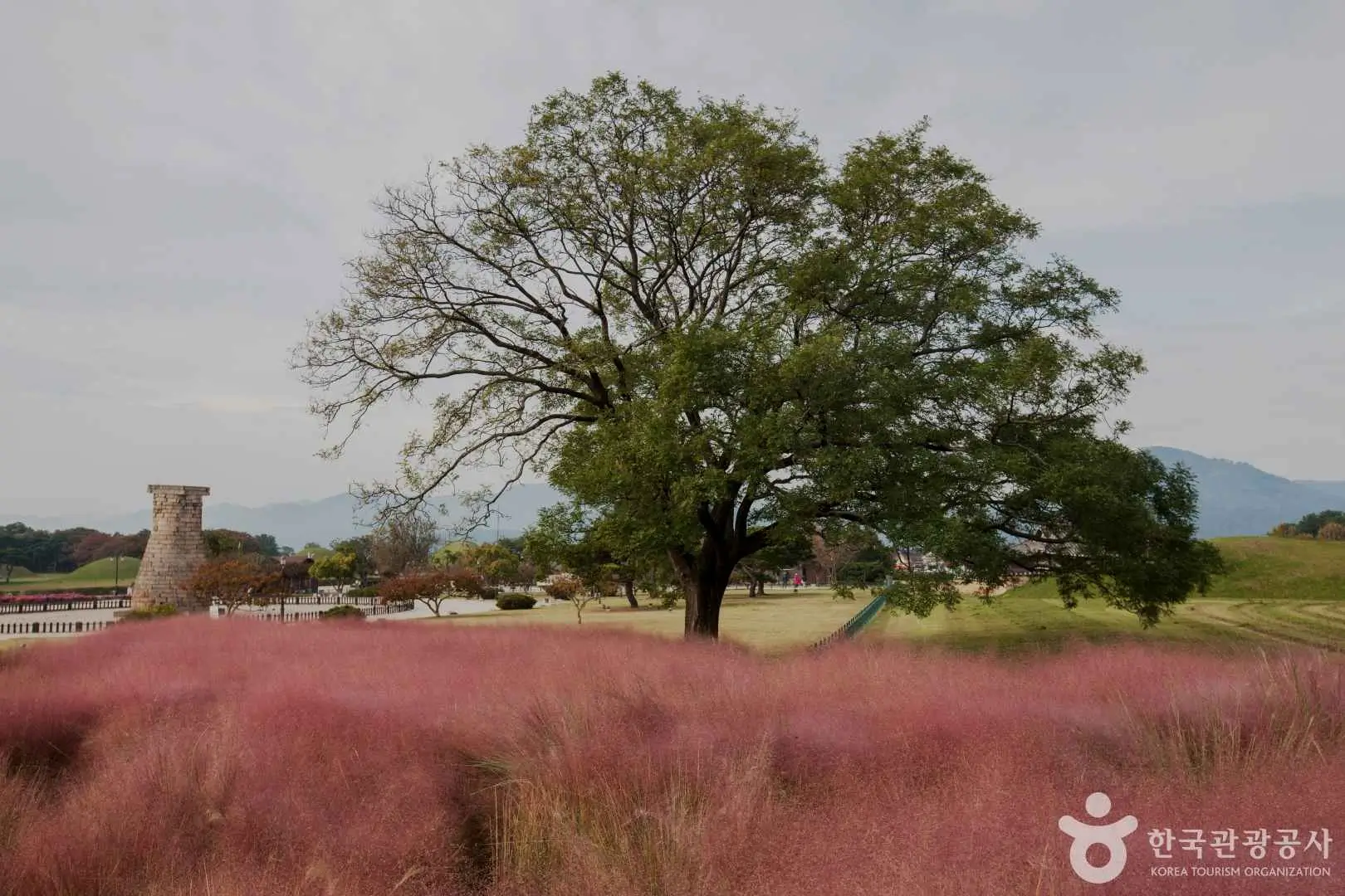 경주 첨성대 핑크뮬리