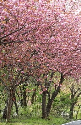 서산 문수사 겹벚꽃 터널