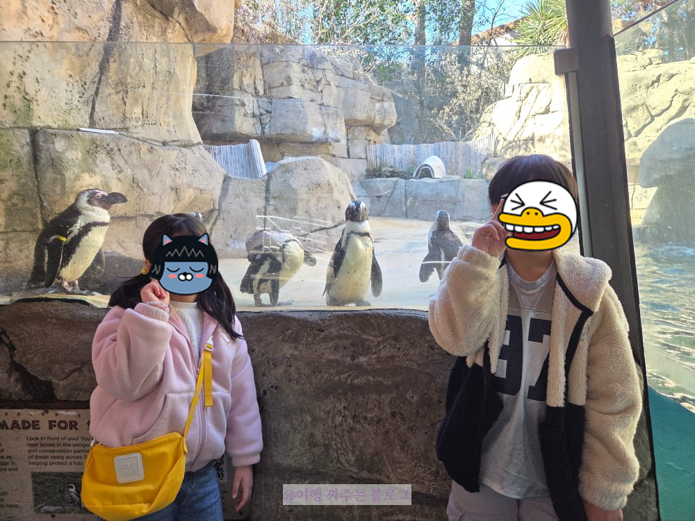 #댈러스시티패스 #달라스시티패스 #텍사스여행