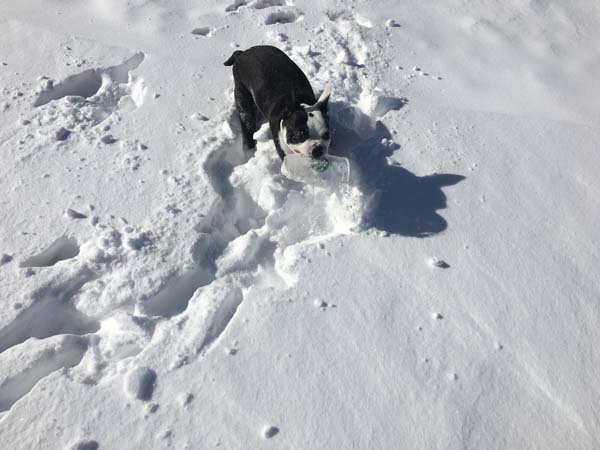 눈밭에서 놀고있는 강아지
