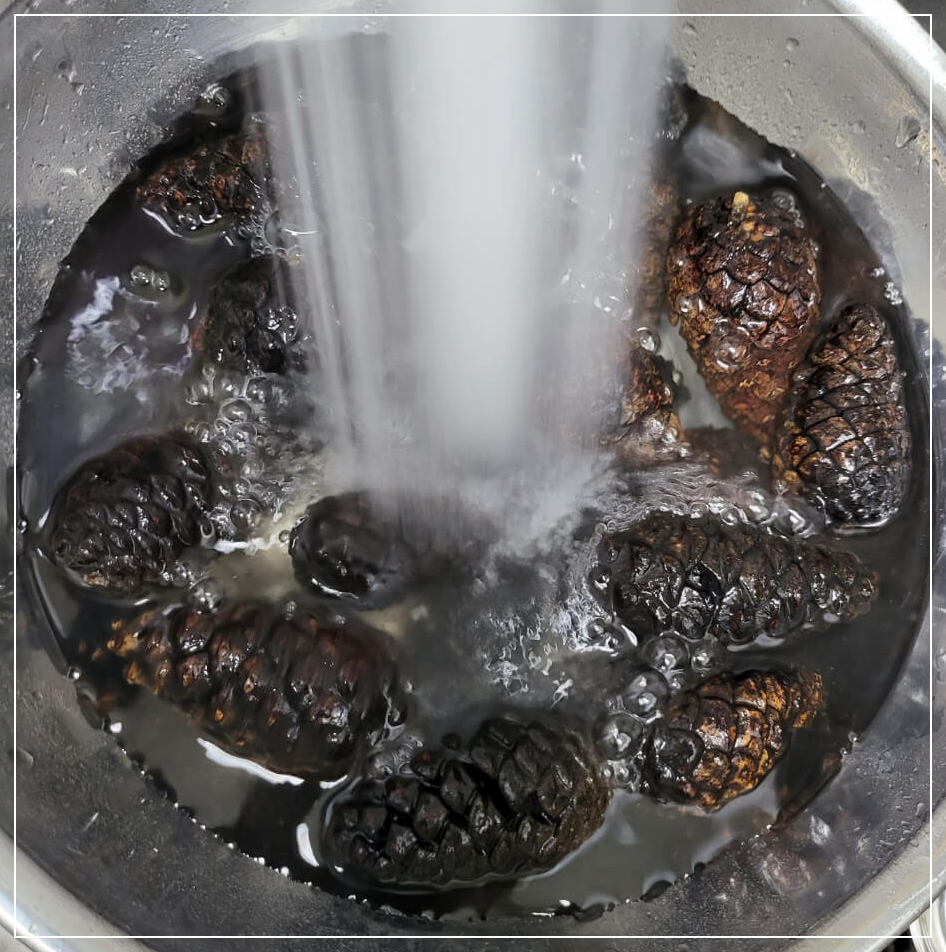 세척중인 솔방울