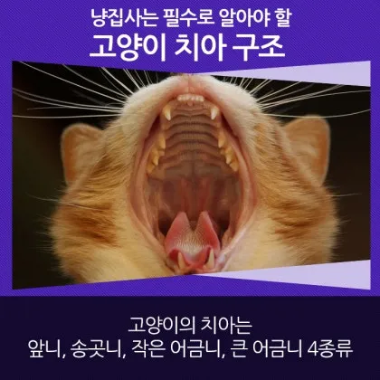 "고양이