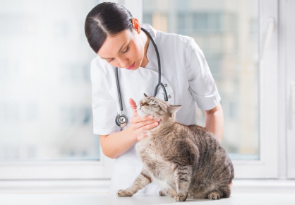 수의사의 진찰을 받는 고양이.