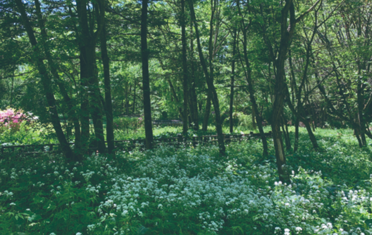 국립한국자생식물원