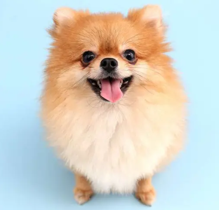 포메라니안 성격