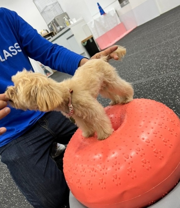 애견유치원-선생님-달인