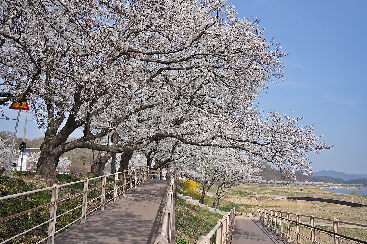 경주 벚꽃길 사진