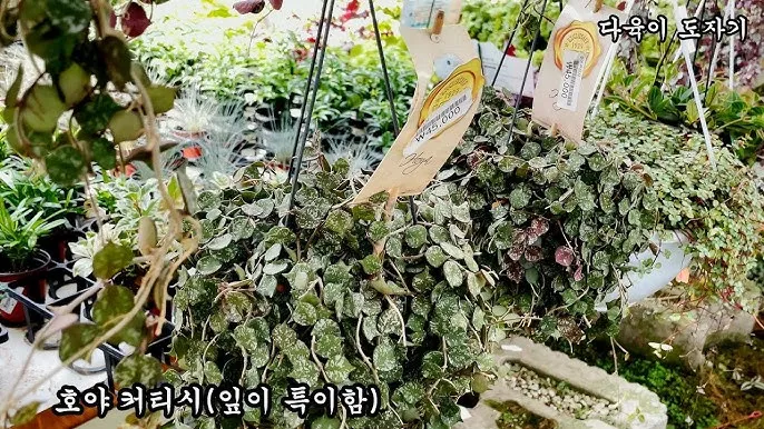 "호야