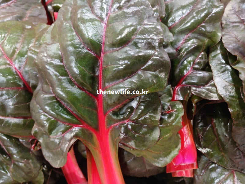 피부 노화를 막아주는 항산화 성분이 가득하여 잎 표면에 윤기가 흐르는 신선한 적근대 실사진