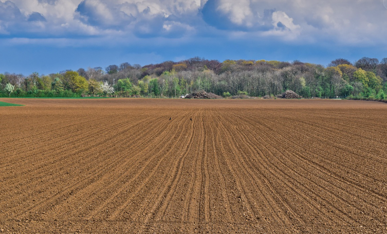 wide agricultural land, with forest behind