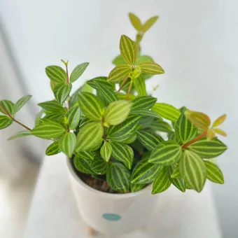 페페로미아 키우기 물주기 분갈이 빛관리 작고 예쁜 실내식물_10