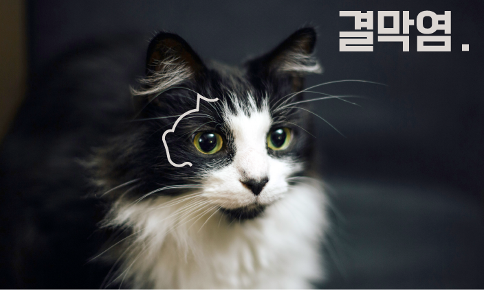 고양이-눈물