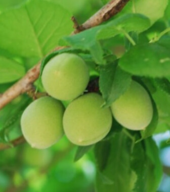 매실청 담그는법