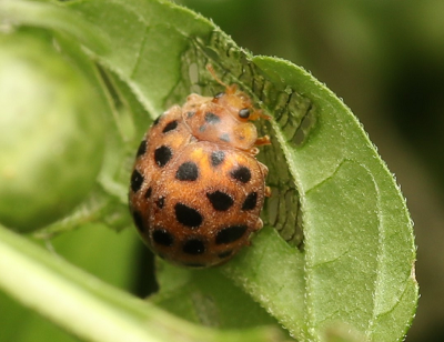 큰이십팔점박이무당벌레