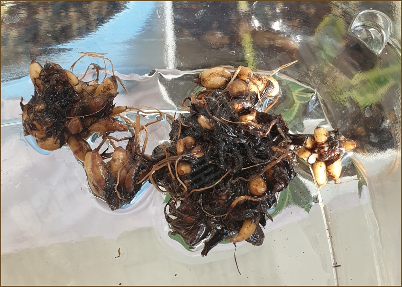 심을 준비가 된 라넌큘러스 구근