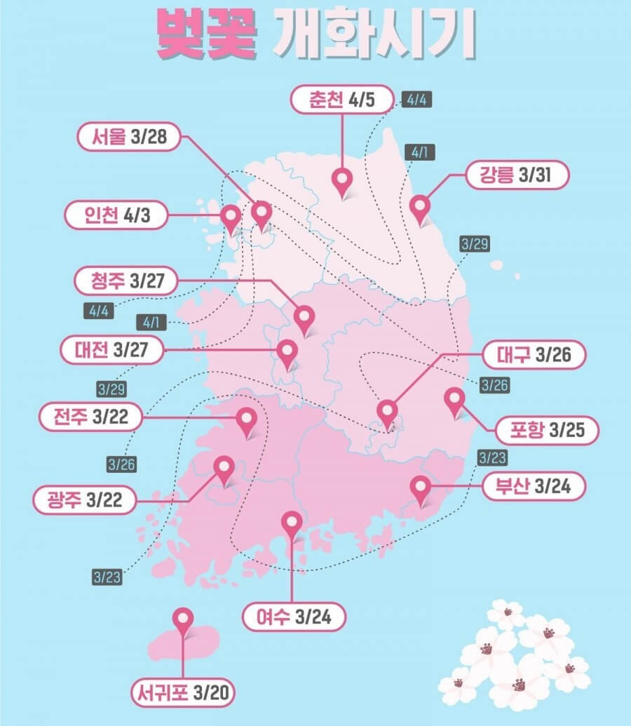 벚꽃 개화 시기 이미지