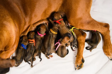 임신한 강아지/출처:어도비스톡
