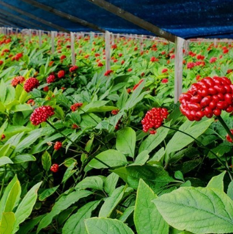 인삼다당체 건강기능식품