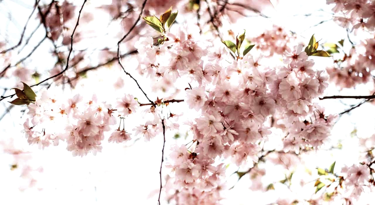 벚꽃이 만개한 사진. [ⓒPexels &lsquo;Kristina Paukshtite&lsquo;]