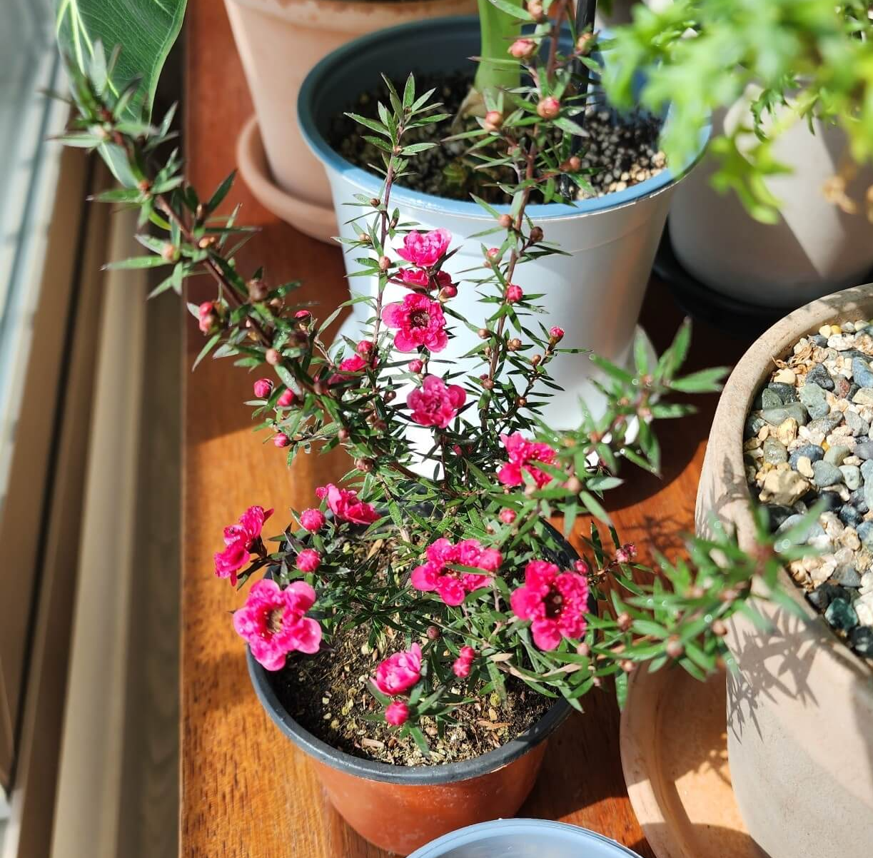 붉은꽃이핀 호주매화