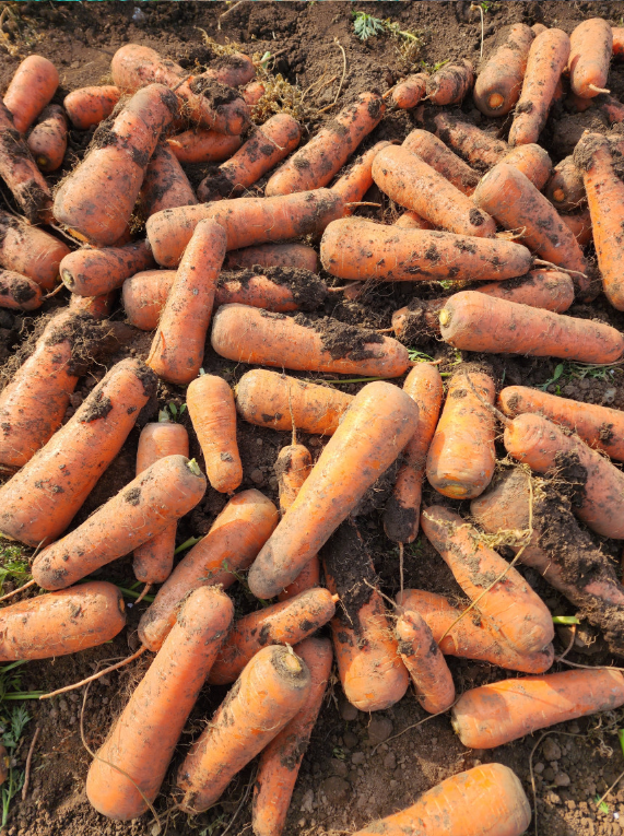 6시내고향 제주 구좌 당근 구매정보 도하네농장