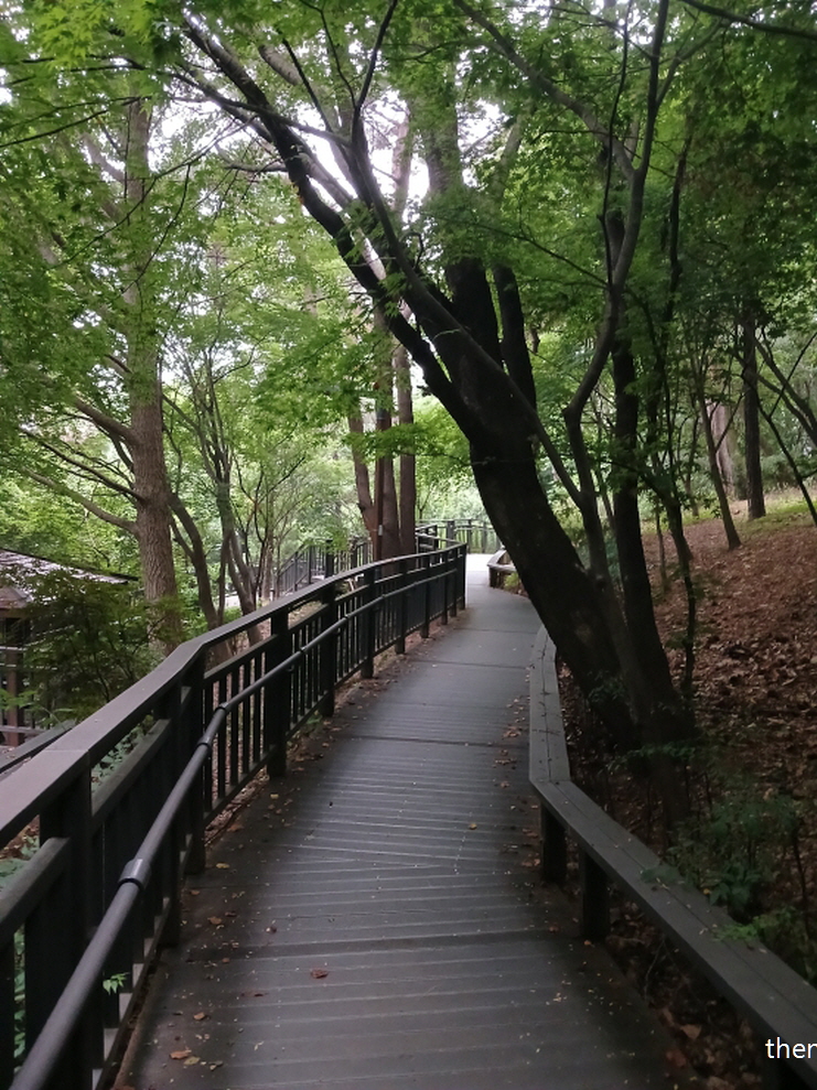 Curved wooden path surrounded by trees in the forest / 숲속 나무 사이를 구불구불 이어지는 데크 산책길