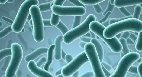 요즘 핫한 '아침 공복 유산균' – 장 건강에 진짜 효과 있을까? 관련 사진