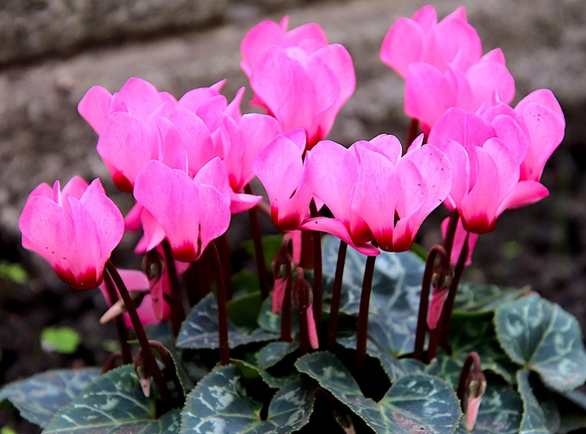 겨울 꽃 시클라멘