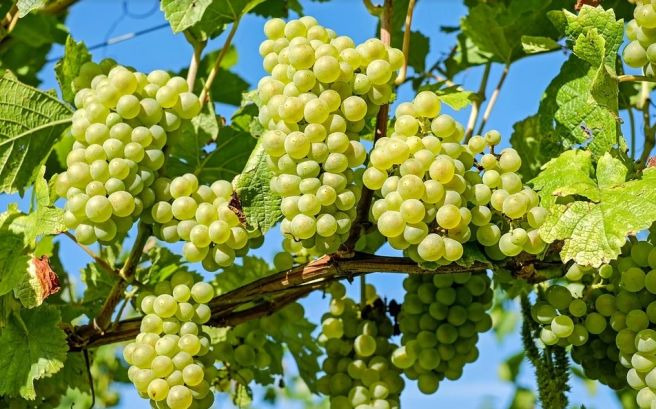 포도주 만드는 법