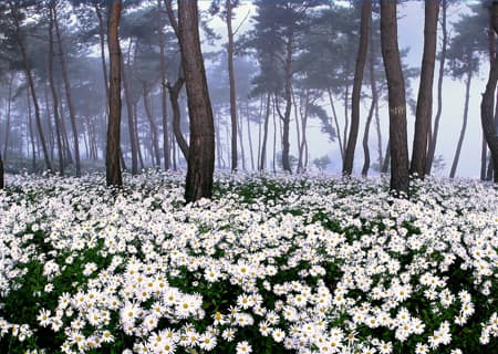 정읍 구절초 축제 향기로 물드는 가을 들판 2025 가을 여행