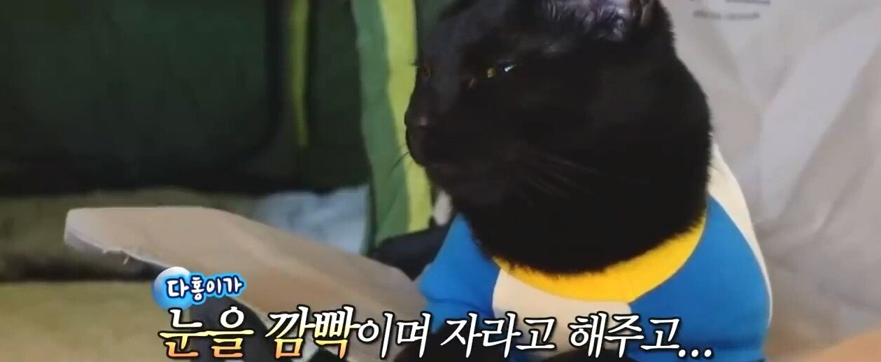 박수홍 고양이 