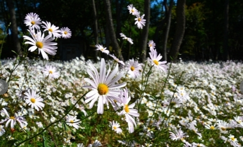 임실테마파크 상품