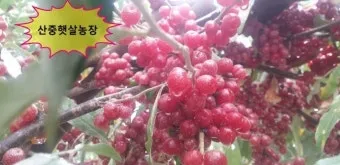보리수나무 재배 전정 관리 착과 유도 열매 활용_6